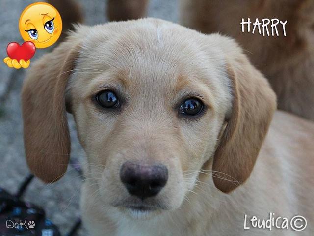 Buona vita, Harry dei Potter Pups!